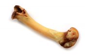 4170bone.jpg